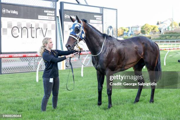 Simeon after winning the The Entry Education Valley Summer Middle Distance Series Heat 1 at Moonee Valley Racecourse on February 09, 2024 in Moonee...