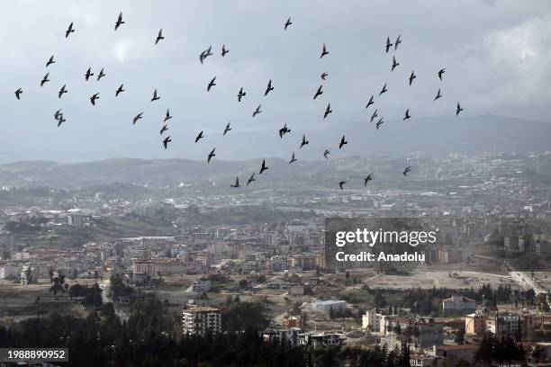 Pigeons fly in flocks as they are widely raised at the Antakya district of Hatay, Turkiye on February 7, 2024.