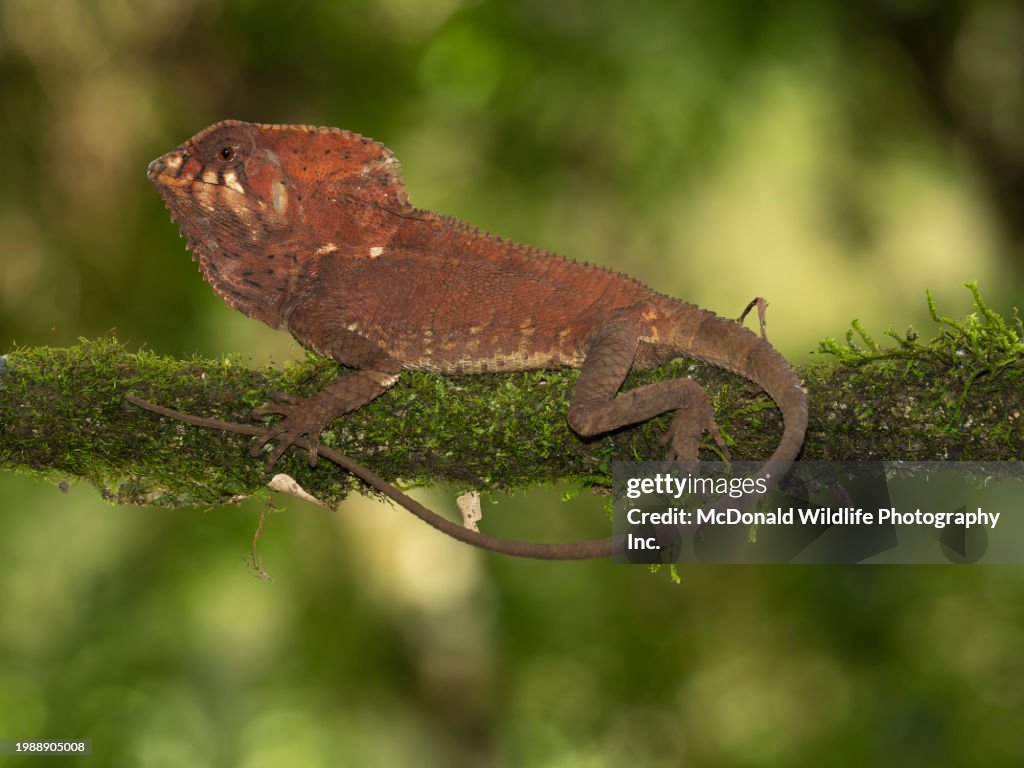 Helmeted Iguana