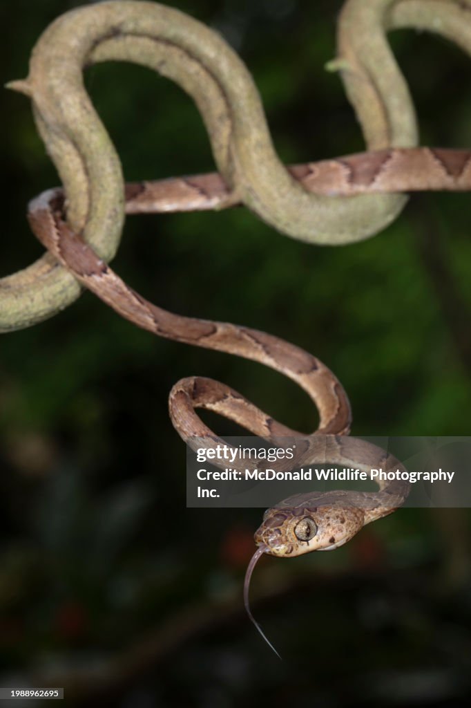 Blunt-headed Tree Snake