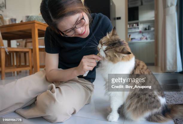 asian woman feeding liquid snack to her cat. your cat needs some variety in its diet as well as a tasty treat. - hand over mouth stock pictures, royalty-free photos & images