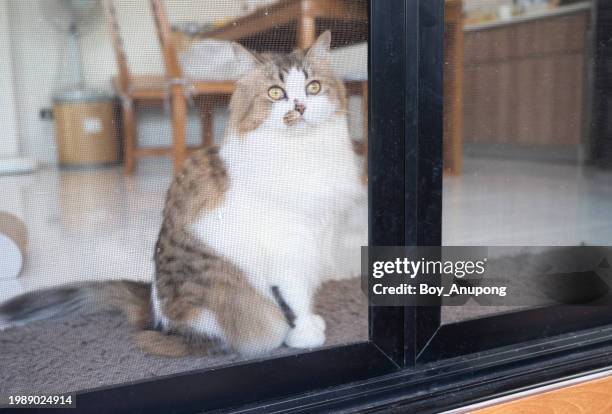 persian cat want to go outside home but can not doing because of window wire screen. - moustiquaire photos et images de collection
