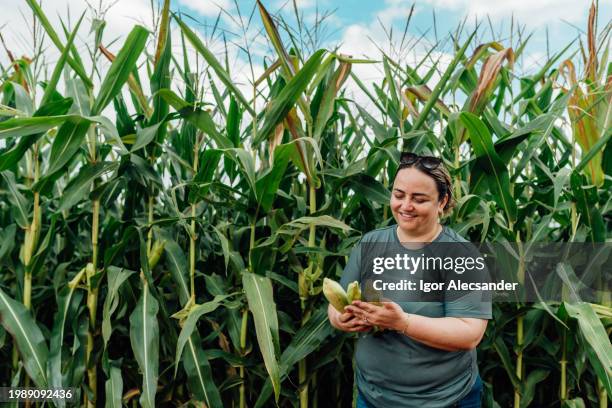 une agricultrice récolte du maïs vert - maïs photos et images de collection