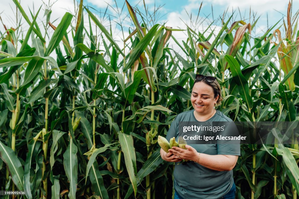 Female farmer harvesting green corn