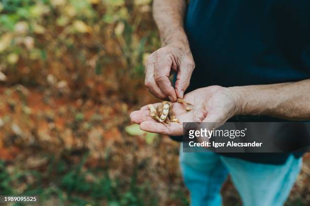 farmer examining anomalies in soybeans - monoculture stock pictures, royalty-free photos & images