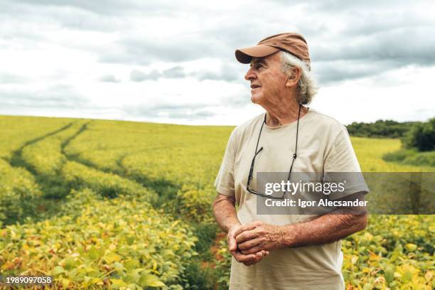 farmer in ripening soybean field - monoculture stock pictures, royalty-free photos & images