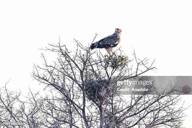 An Eastern imperial eagle perches on a tree branch at the Karagol Natural Park, which is a home to many birds, during the winter season in Ankara,...