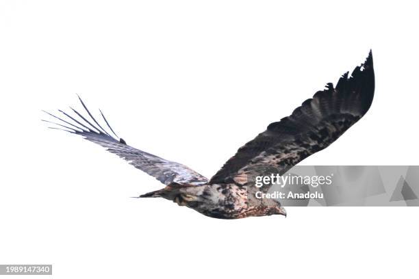 An Eastern imperial eagle is seen at the Karagol Natural Park, which is a home to many birds, during the winter season in Ankara, Turkiye on February...