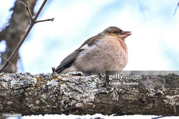 Fringilla perches on a tree branch at the Karagol Natural Park, which is a home to many birds, during the winter season in Ankara, Turkiye on...