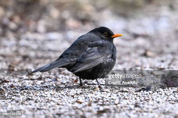 Common blackbird is seen at the Karagol Natural Park, which is a home to many birds, during the winter season in Ankara, Turkiye on February 02, 2024.