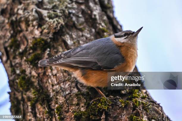 Nuthatch perches on a tree branch at the Karagol Natural Park, which is a home to many birds, during the winter season in Ankara, Turkiye on February...