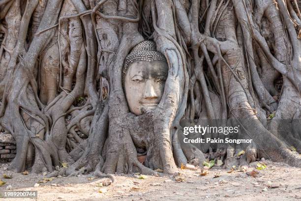 head of buddha statue in the tree roots at wat mahathat in ayutthaya province. - wat phra mahathat stock pictures, royalty-free photos & images