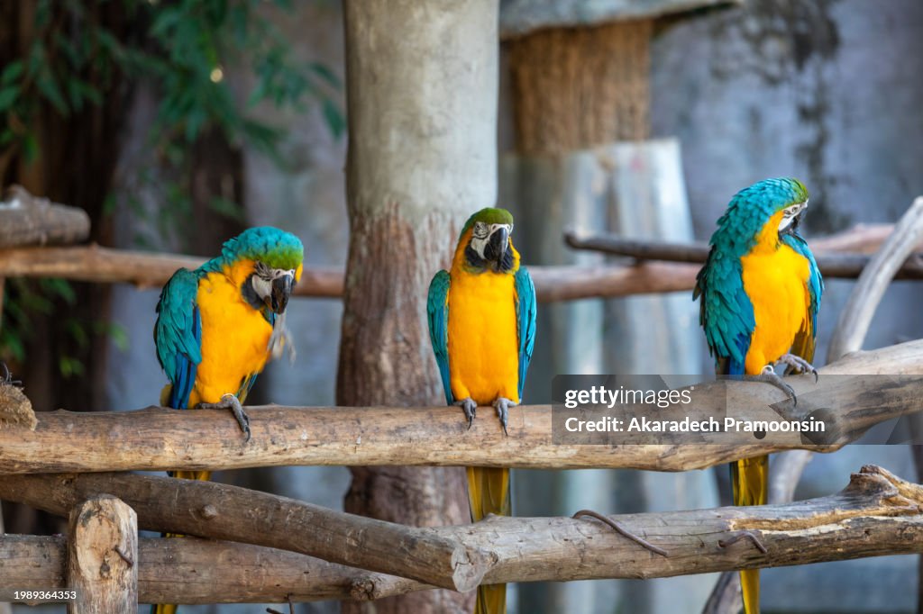 Three macaw parrots