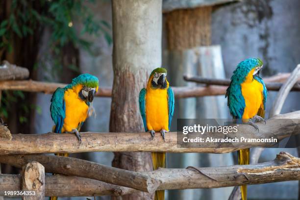 three macaw parrots - three animals stock pictures, royalty-free photos & images