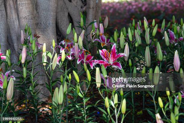 beautiful spring multicolored lily flowers in the garden under big trees. - madonna lily stock pictures, royalty-free photos & images