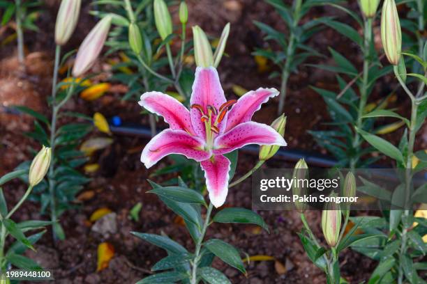 beautiful spring multicolored lily flowers in the garden under big trees. - madonna lily stock pictures, royalty-free photos & images