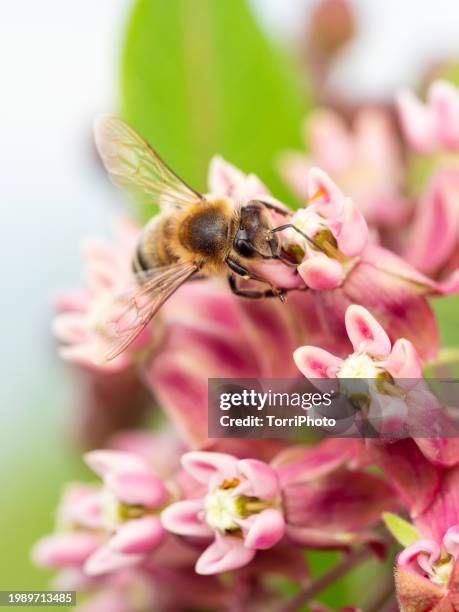 close-up honey bee pollinating blooming pink milkweed flower - milkweed stock-fotos und bilder