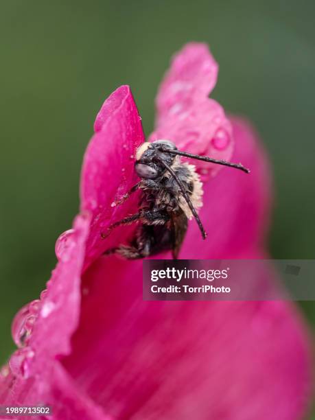 Mallow Bee Hives Face Photos and Premium High Res Pictures - Getty Images