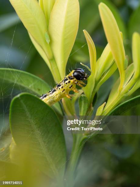 close-up green caterpillar on boxwood bush. cydalima perspectalis or the box tree moth caterpillar feeding by fresh green leaves of box. - orange camouflage stock pictures, royalty-free photos & images