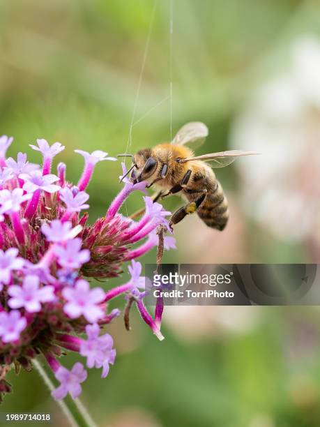 close-up honey bee pollinating blooming pink milkweed flower - vervain stock pictures, royalty-free photos & images