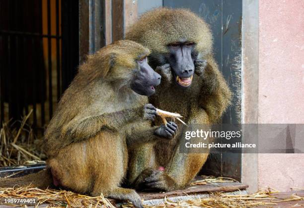 February 2024, Bavaria, Nuremberg: Baboons sit in their enclosure at Nuremberg Zoo. In future, Nuremberg Zoo wants to kill individual animals from...