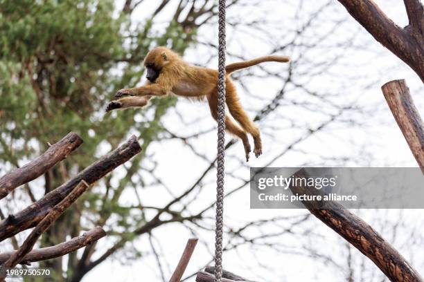 February 2024, Bavaria, Nuremberg: A baboon jumps onto a tree trunk in its enclosure at Nuremberg Zoo. In future, Nuremberg Zoo wants to kill...