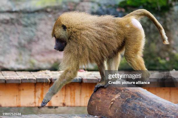February 2024, Bavaria, Nuremberg: A baboon walks through its enclosure at Nuremberg Zoo. In future, Nuremberg Zoo wants to kill individual animals...