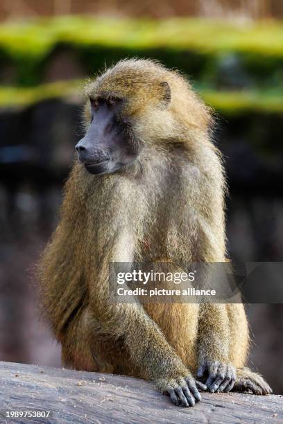 February 2024, Bavaria, Nuremberg: A baboon sits in its enclosure at Nuremberg Zoo. In future, Nuremberg Zoo wants to kill individual animals from...