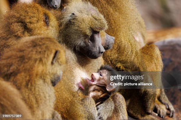 February 2024, Bavaria, Nuremberg: Baboons sit with a young animal in their enclosure at Nuremberg Zoo. In future, Nuremberg Zoo wants to kill...