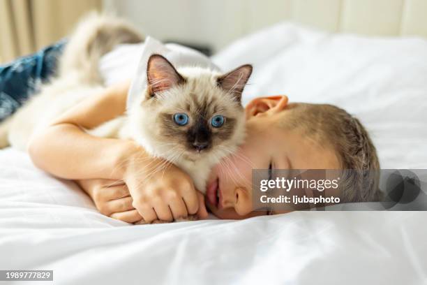 loving boy cuddling a kitten in bedroom. - pure bred cat stock pictures, royalty-free photos & images