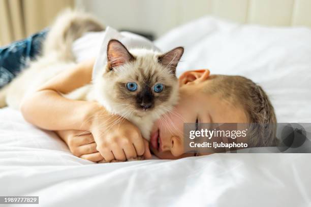loving boy cuddling a kitten in bedroom. - purebred cat bildbanksfoton och bilder