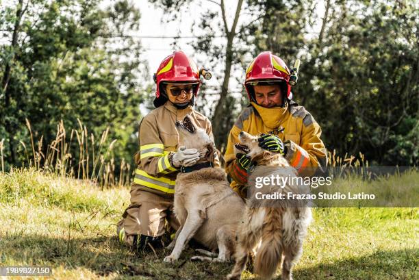 firefighters petting rescued dogs outdoors - pet rescue stock pictures, royalty-free photos & images