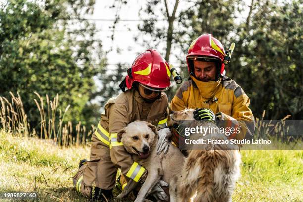 firefighters petting rescued dogs outdoors - pet rescue stock pictures, royalty-free photos & images