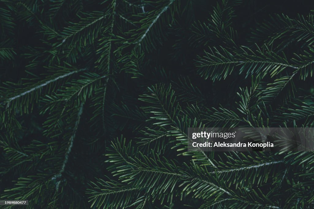 Seasonal banner background with moody green fir tree, yew tree, pine tree branches texture, dark copy space