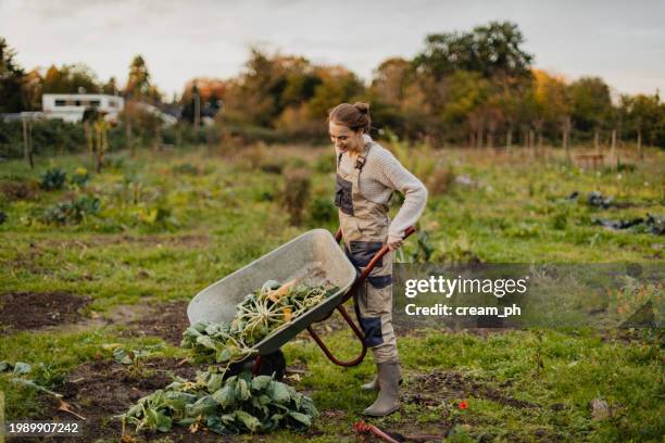 frau mit einem karren erntet gemüse auf dem landwirtschaftlichen feld - organischer bauernhof stock-fotos und bilder