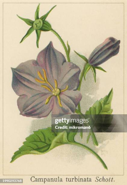 old chromolithograph illustration of botany, the tussock bellflower or carpathian harebell (campanula carpatica) a species of flowering plant in the family campanulaceae - bluebell illustration stock pictures, royalty-free photos & images