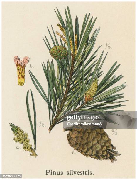 old chromolithograph illustration of botany, the scots pine, scotch pine or baltic pine (pinus sylvestris) - longitude stock pictures, royalty-free photos & images