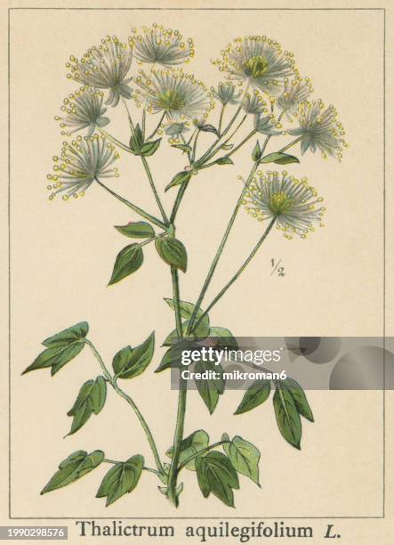 old chromolithograph illustration of botany, siberian columbine meadow-rue, columbine meadow-rue, french meadow-rue or greater meadow-rue (thalictrum aquilegiifolium) a species of flowering plant in the buttercup family ranunculaceae - rue stock pictures, royalty-free photos & images