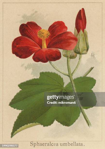 old chromolithograph illustration of botany, phymosia umbellata, evergreen shrub or small tree with heart-shaped (plant in the family malvaceae) - evergreen plant stock-fotos und bilder