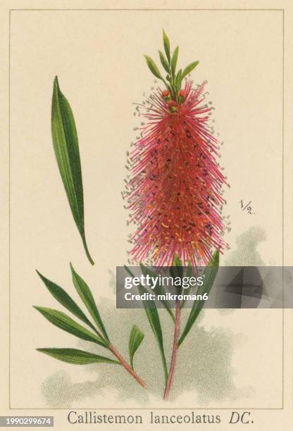 old chromolithograph illustration of botany, the common red bottlebrush, crimson bottlebrush or lemon bottlebrush (melaleuca citrina) a plant in the myrtle family myrtaceae, and is endemic to eastern australia - bottlebrush stock pictures, royalty-free photos & images