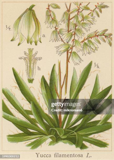 Yucca Thread 5,487 Yucca Palm Tree Stock Photos, High-Res Pictures, and Images ...