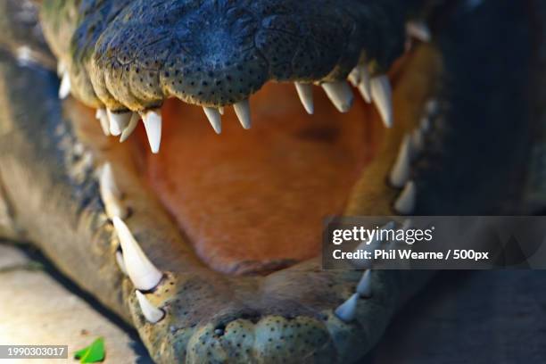 close-up of animal skull - animal teeth stockfoto's en -beelden