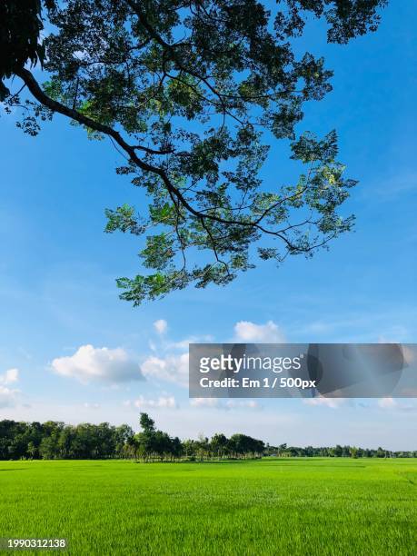 scenic view of agricultural field against sky,khulna,bangladesh - khulna stock pictures, royalty-free photos & images