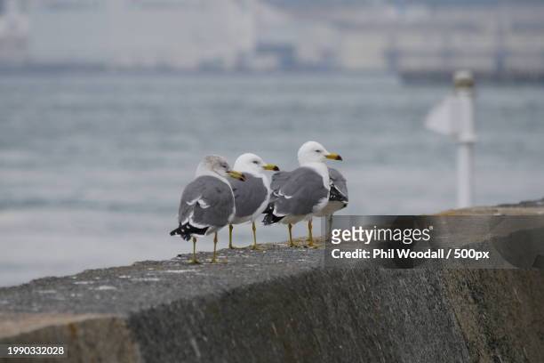 close-up of birds perching on retaining wall by sea,japan - pacific ocean perch stock pictures, royalty-free photos & images