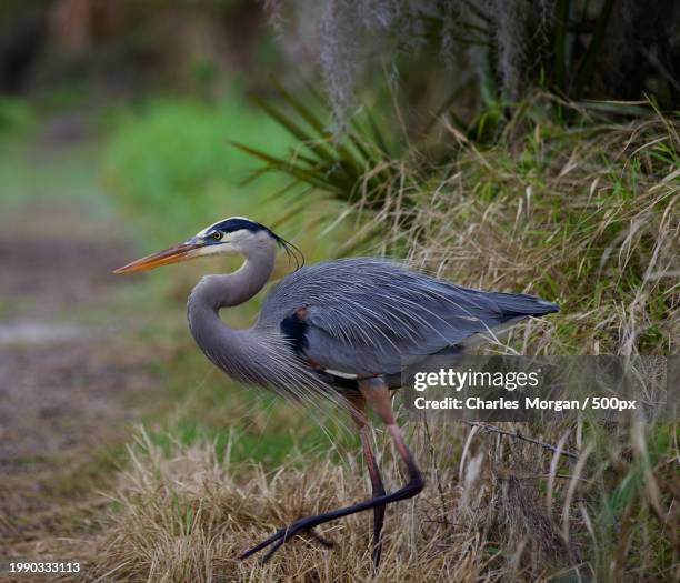 close-up of heron perching on grass,lakeland,florida,united states,usa - gray heron stock pictures, royalty-free photos & images