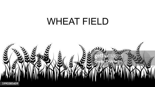 wheat field vector set - rice field stock illustrations