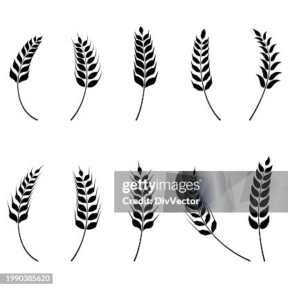 Wheat ears vector set Wheat ears vector set