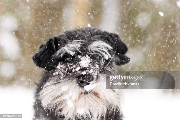snowy snout - adorable miniature schnauzer's close-up in winter blizzard - tierkopf stock-fotos und bilder