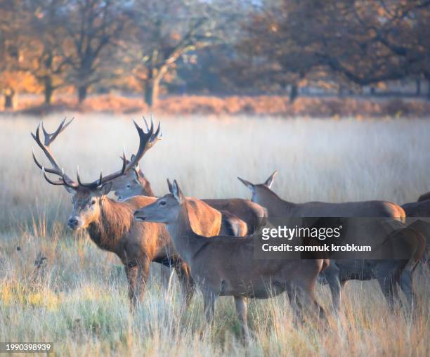 deers in autumn forest - richmond park london stock pictures, royalty-free photos & images
