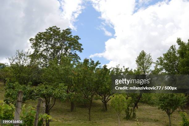 trees on field against sky - antiparasitic stock pictures, royalty-free photos & images
